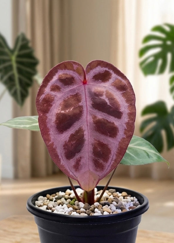Anthurium Tezula Red Crystallinum X (SKG Silver X Red Crystallinum)