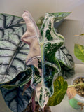 Alocasia Nobilis Pink Variegata
