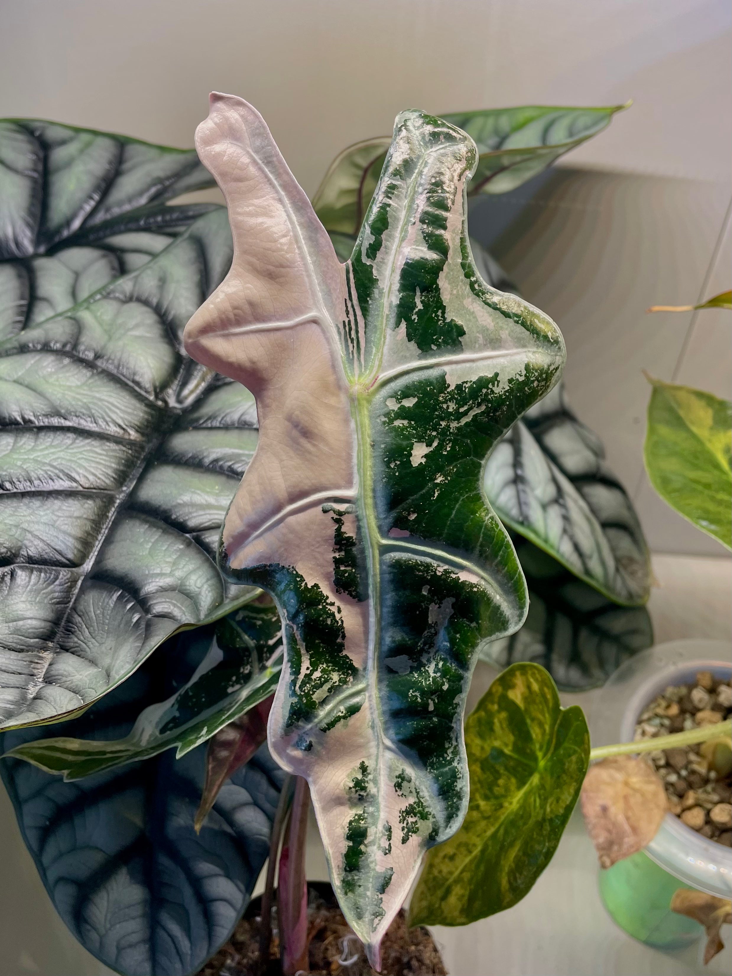 Alocasia Nobilis Pink Variegata