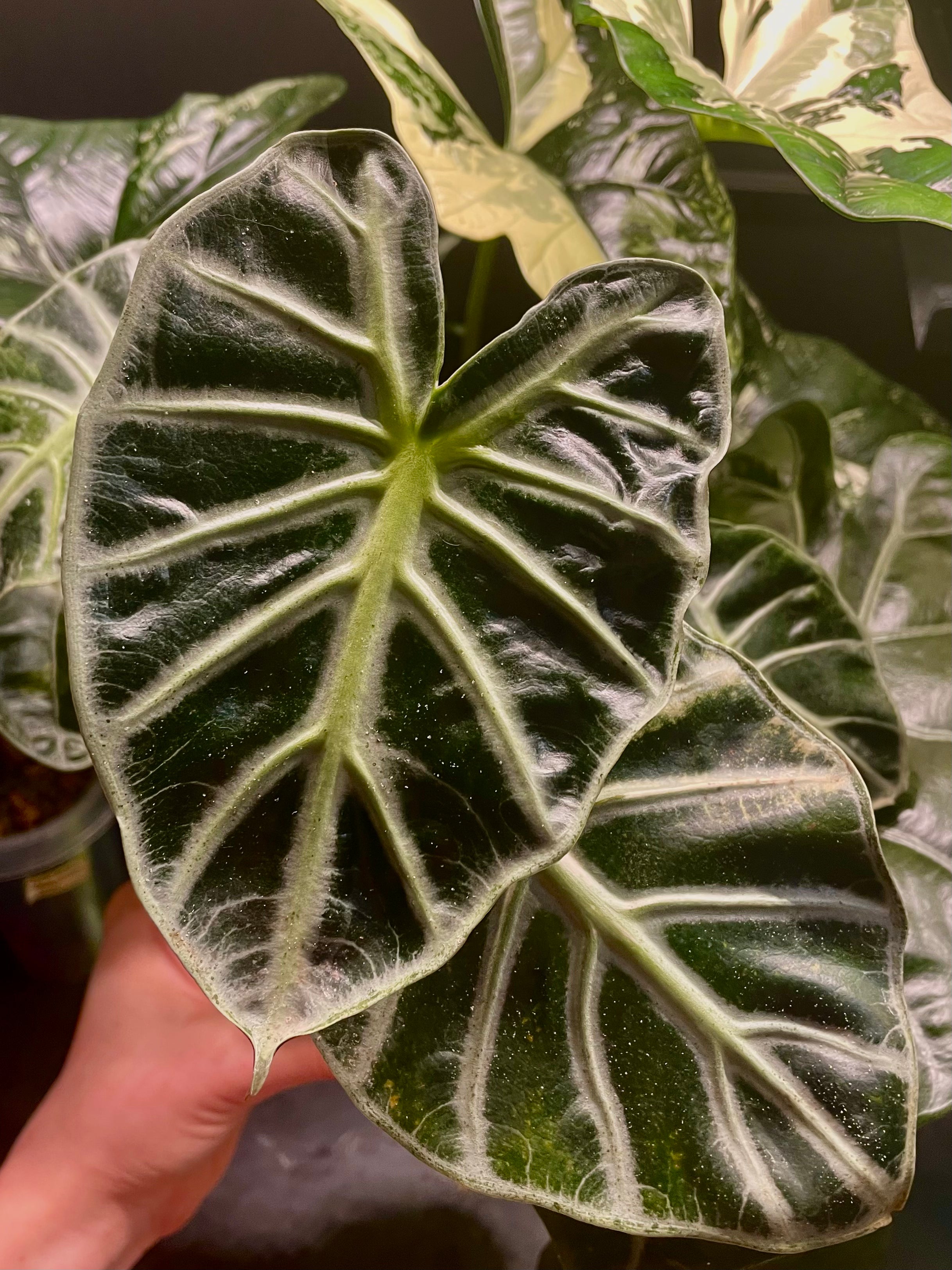 Alocasia Heart Balloon