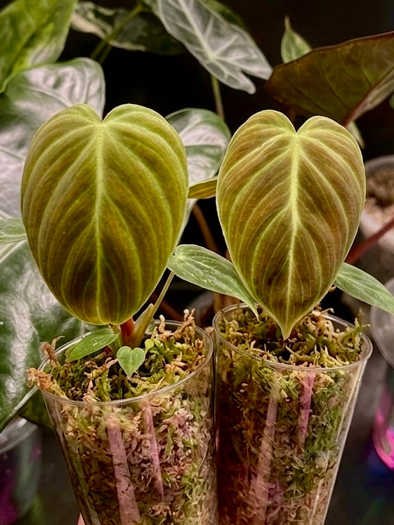 Philodendron El Choco Red
