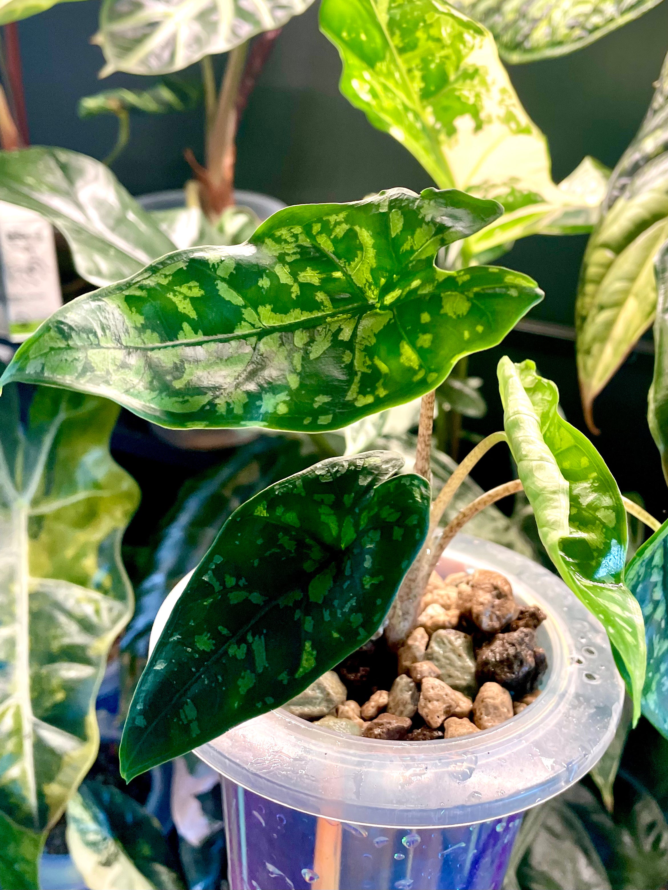 Alocasia Boyceana Shattered Glass
