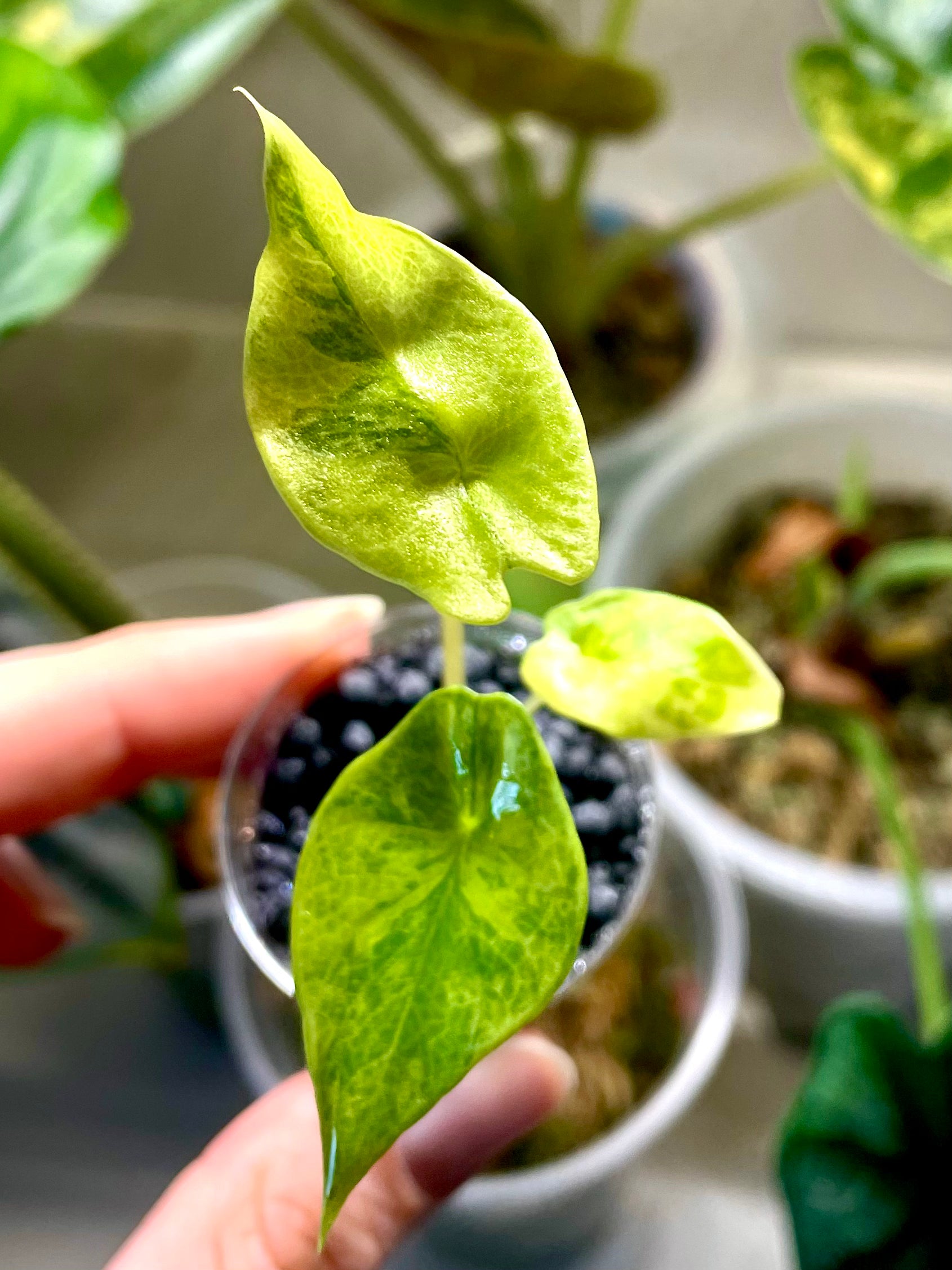 Alocasia Scalprum Aurea