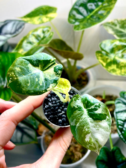 Alocasia Black Velvet Pink