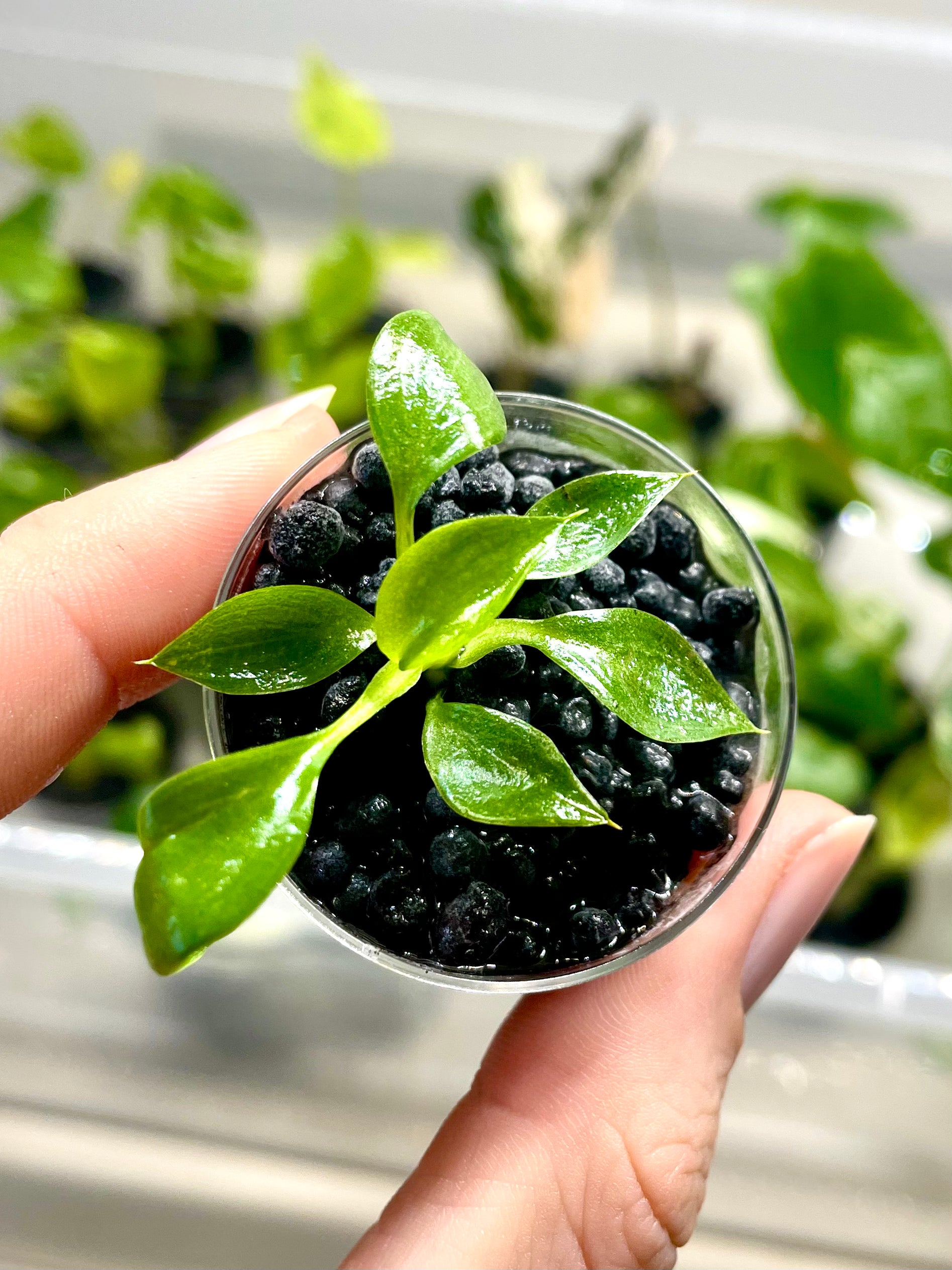 Philodendron Spiritus Sancti