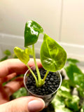 Alocasia Longiloba Watsoniana Red Vein