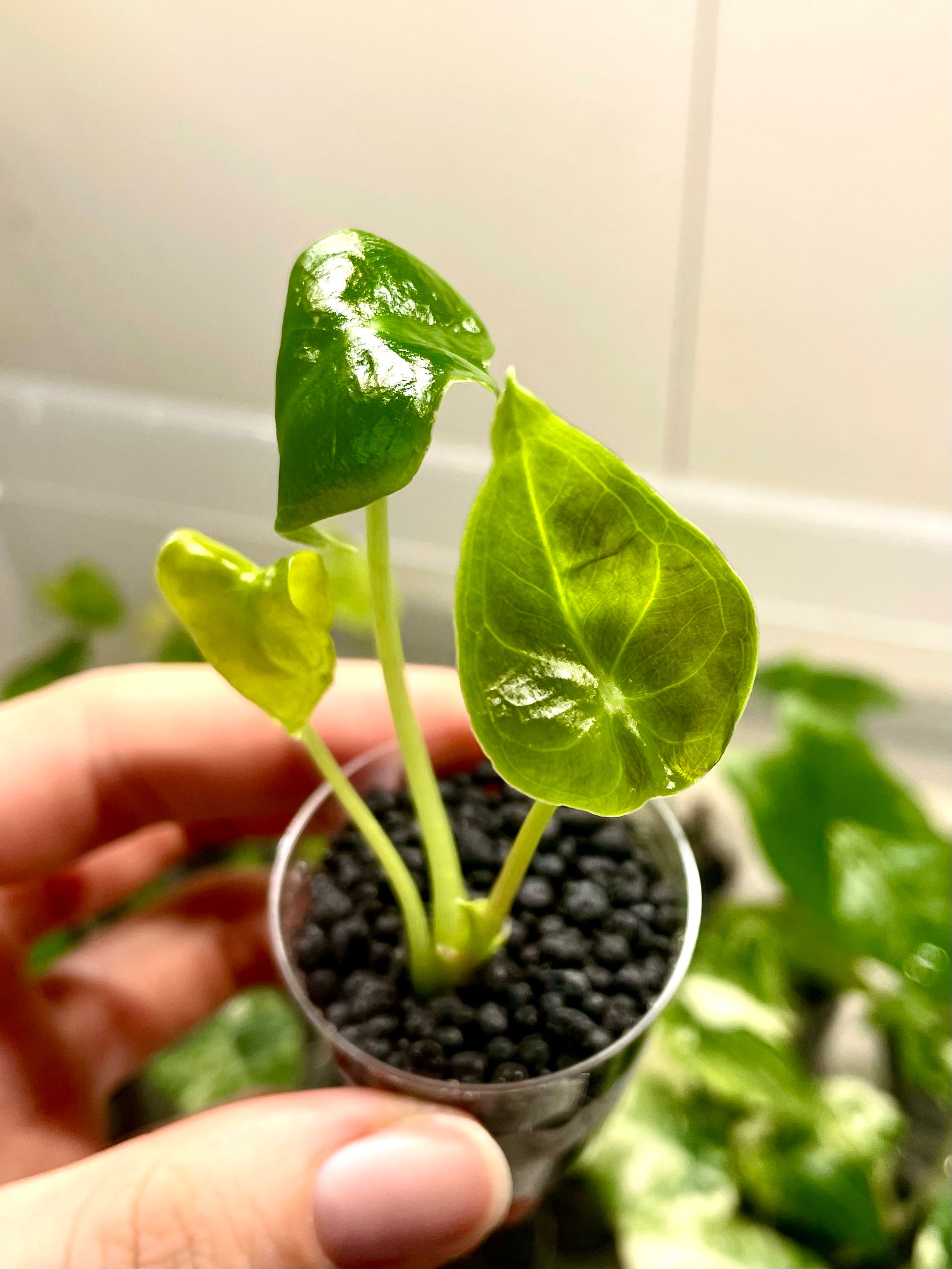 Alocasia Longiloba Watsoniana Red Vein