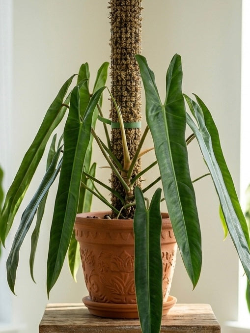 Philodendron Spiritus Sancti