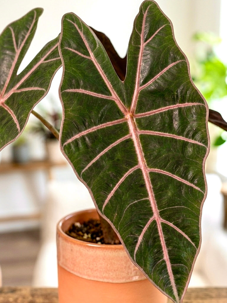 Alocasia Longiloba Watsoniana Red Vein