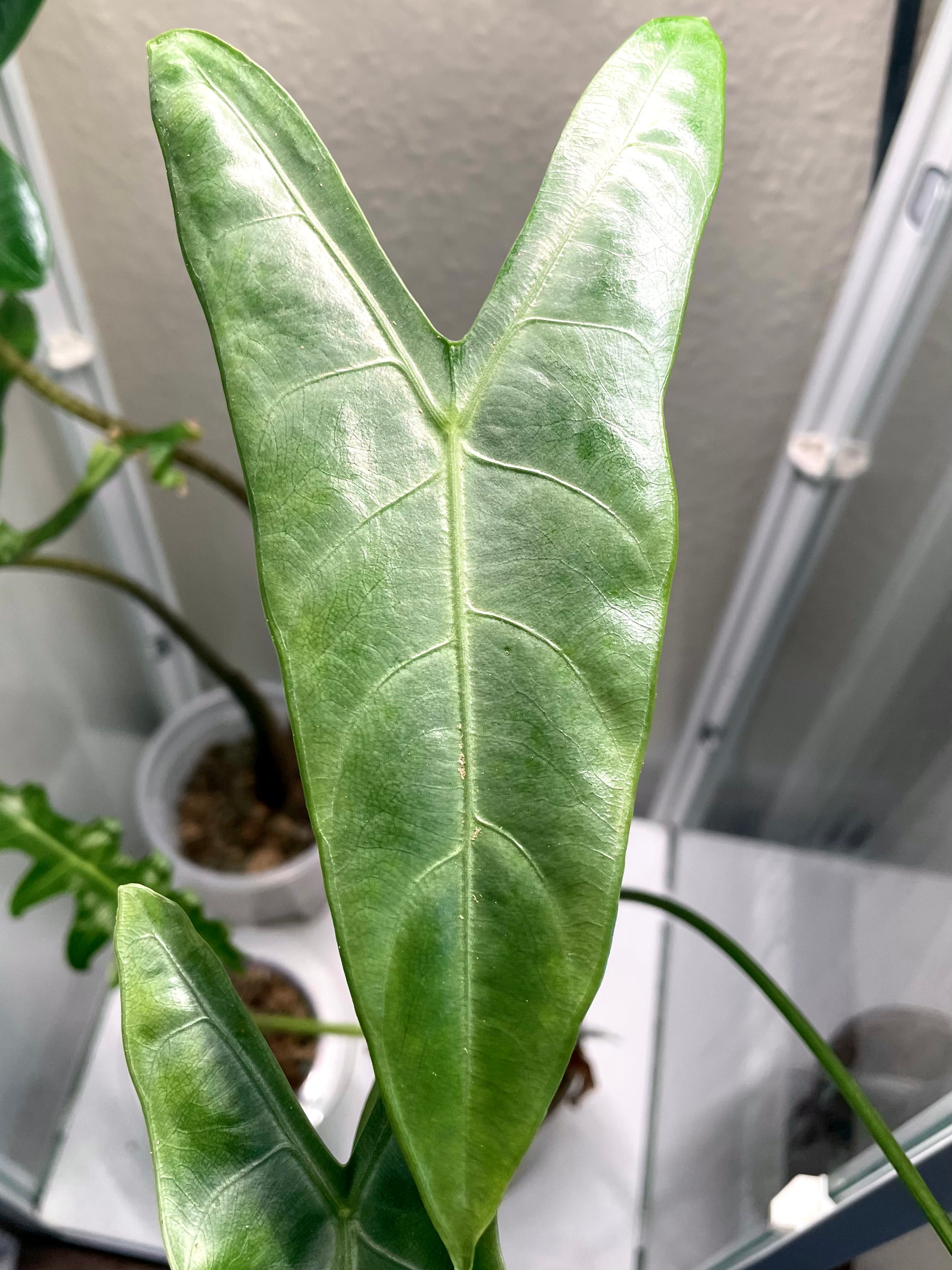 Alocasia Longiloba Silver