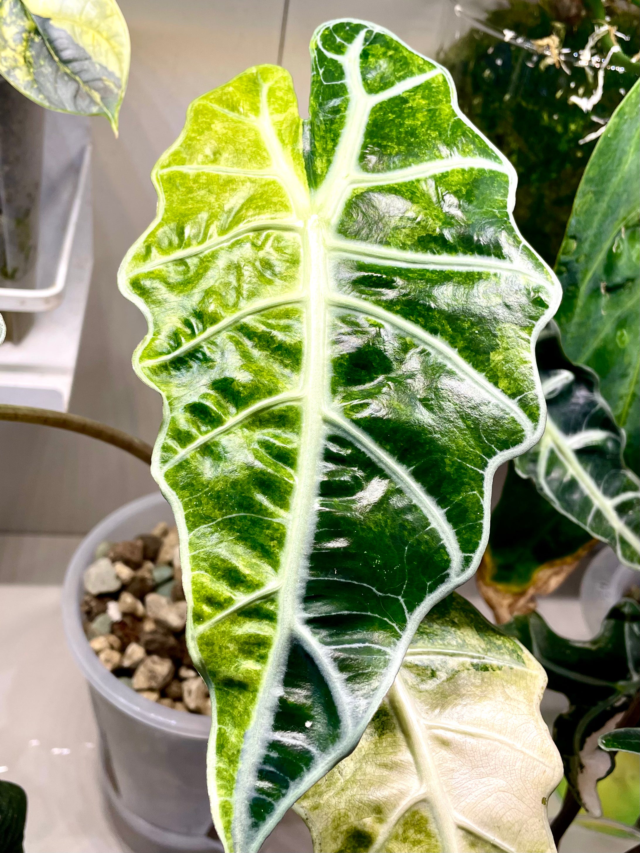 Alocasia Amazonica Yellow