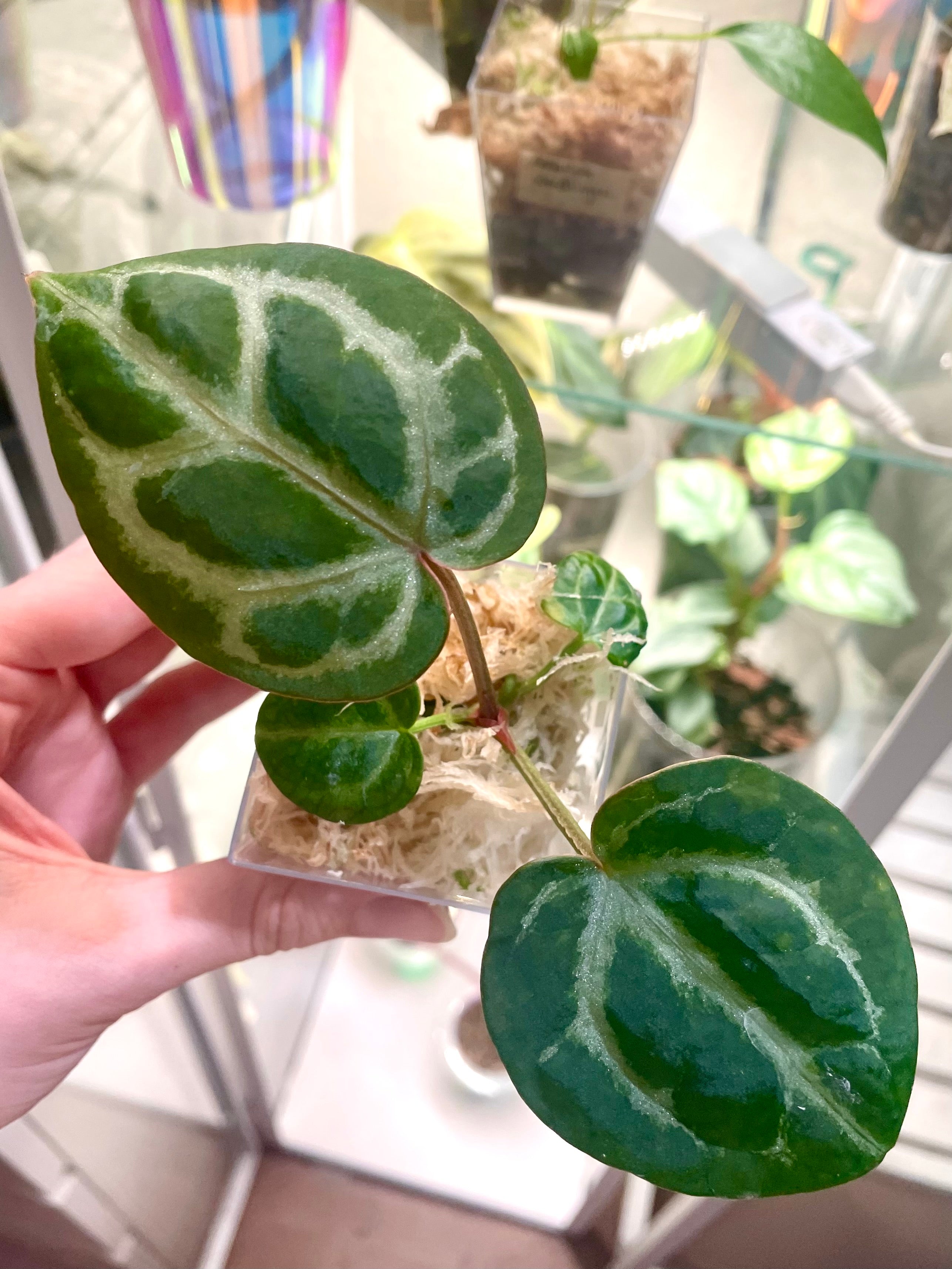 Anthurium Tezula Red Crystallinum X (SKG Silver X Red Crystallinum)