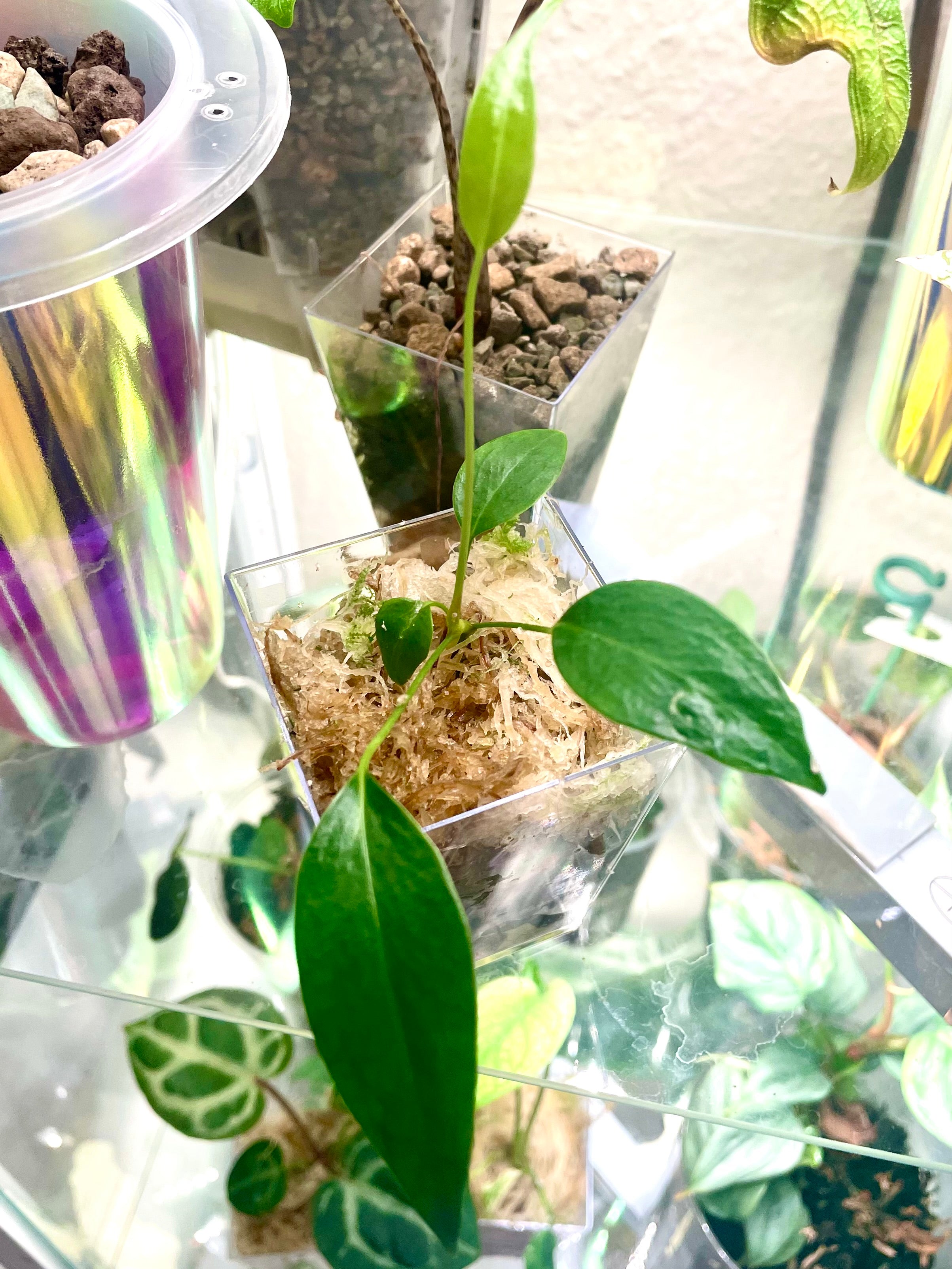 Anthurium Wendlingeri