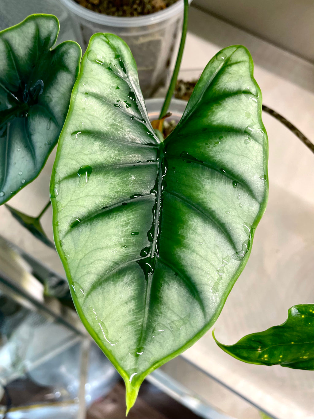 Alocasia Reversa