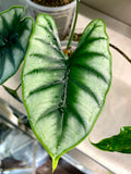 Alocasia Reversa