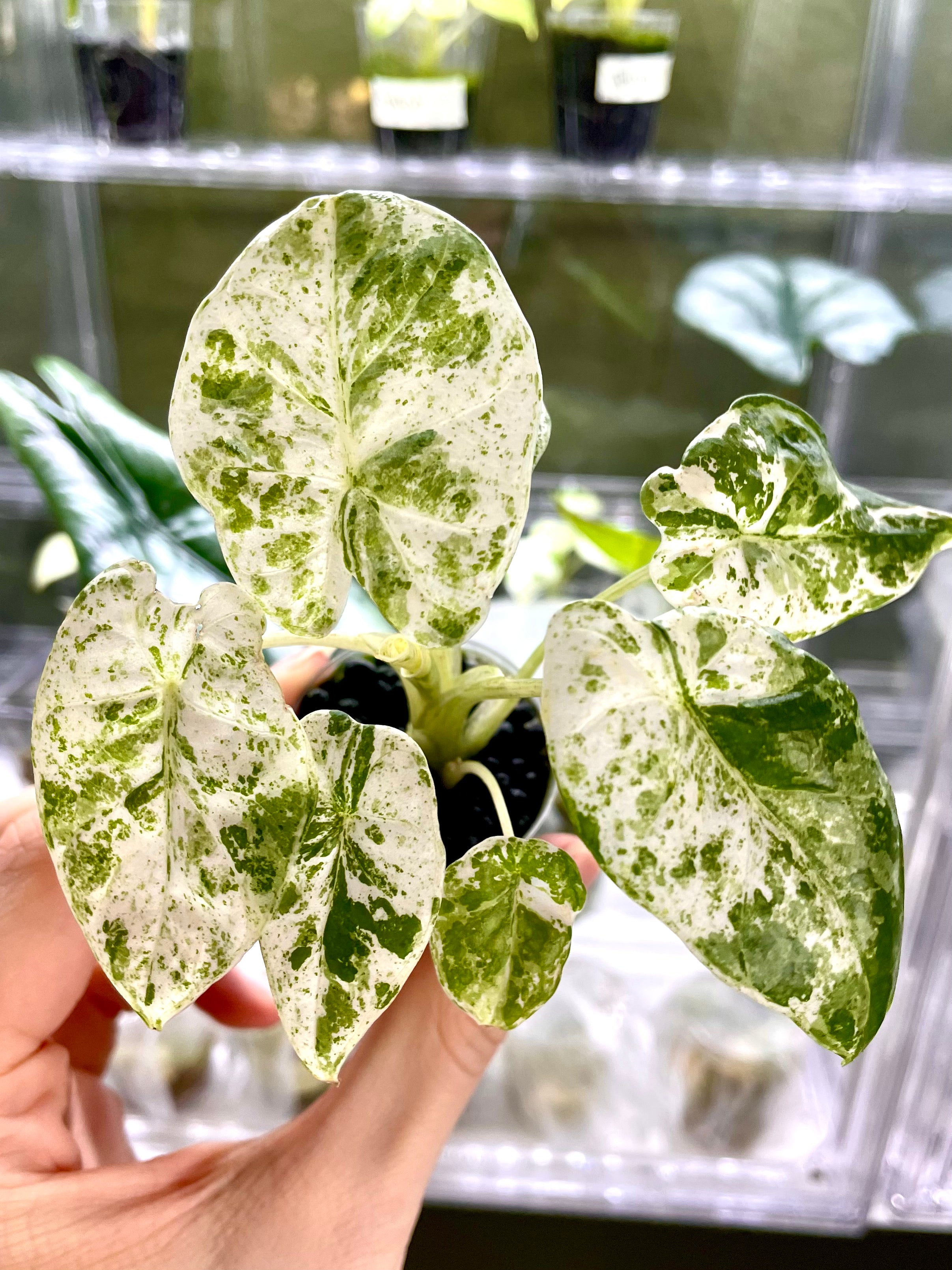 Alocasia Macrorrhiza Splash