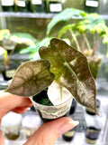 Alocasia Polly Ghost